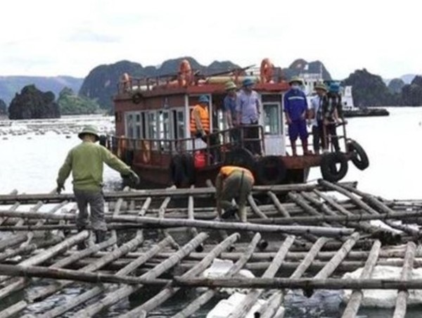 Tạm đình chỉ 4 cán bộ liên quan vụ nuôi trồng thủy sản trái phép trên vịnh Bái Tử Long