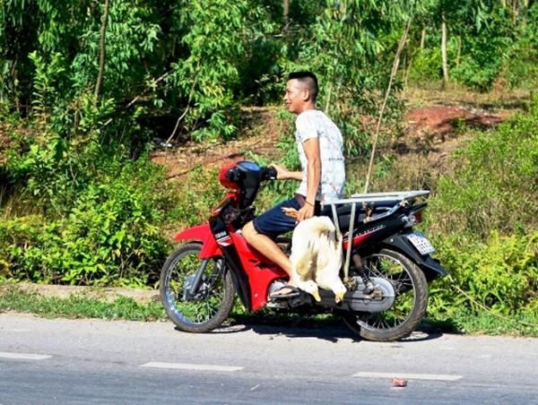 Vụ “hôi vịt” ở Quảng Bình: Công an vào cuộc điều tra