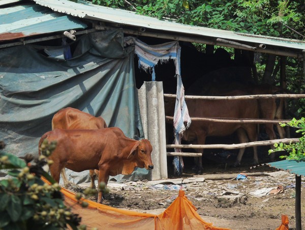Lô đất bị lãng quên thành trang trại bò giữa lòng Hà Nội