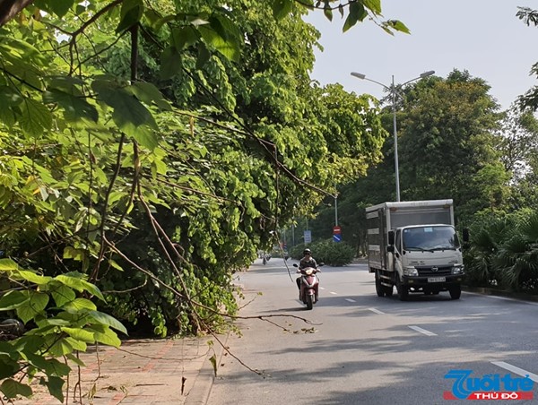 Hà Nội: Đường Huỳnh Tấn Phát nhiều cây xanh rủ xuống lòng đường gây mất an toàn giao thông