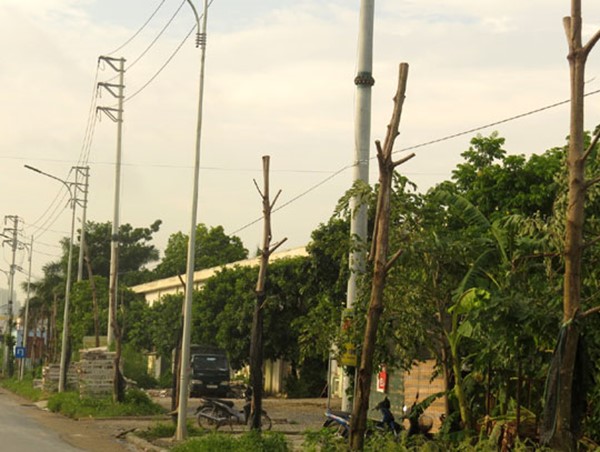 Đường giao thông xã Lại Yên, huyện Hoài Đức: Cây chết khô do trồng vội