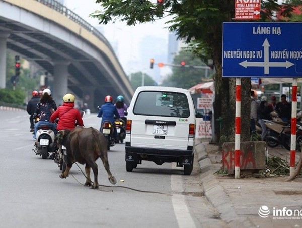 Khi đàn trâu tràn lên phố!
