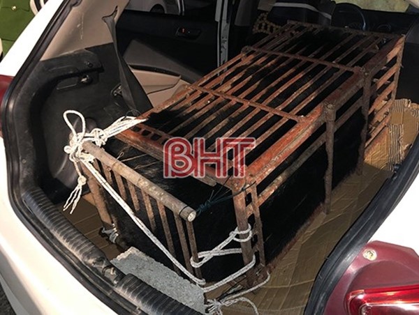 Hà Tĩnh: Bắt giữ xe taxi chở trái phép động vật hoang dã