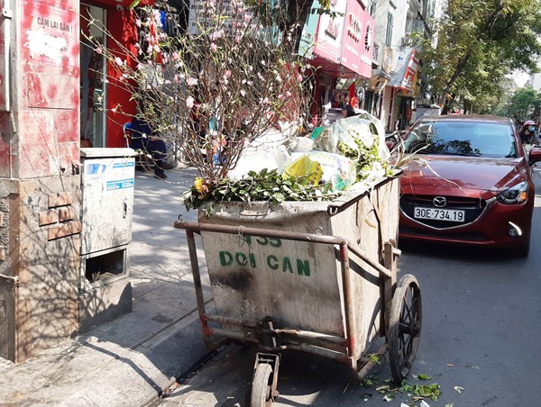 Hết Tết, đào quất ra đường thành… rác