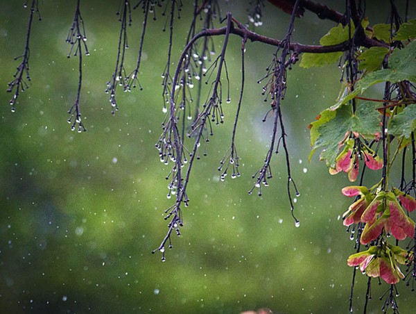 Thời tiết ngày 24/2: Mưa rào và dông trên diện rộng