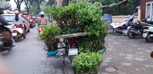 Lộn xộn chợ hoa, cây cảnh trên đường Hoàng Hoa Thám lon xon cho hoa cay canh tren duong hoang hoa tham