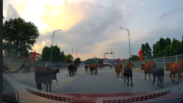 Tài xế lắc đầu ngao ngán trước "đội quân" này trên cao tốc