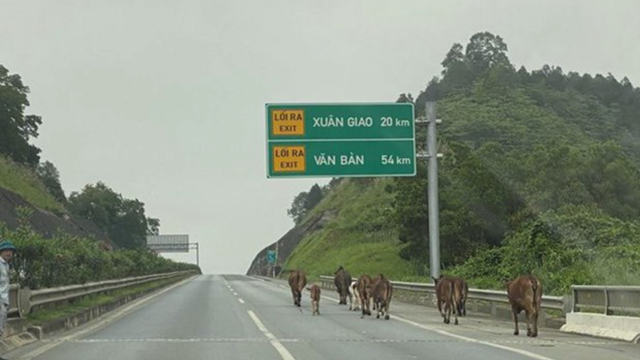 Nguy hiểm khi đàn bò đi lạc vào cao tốc Nội Bài - Lào Cai