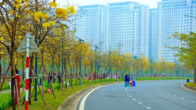 Chiêm ngưỡng cung đường hoa phong linh nở vàng rực rỡ ở Hà Nội
