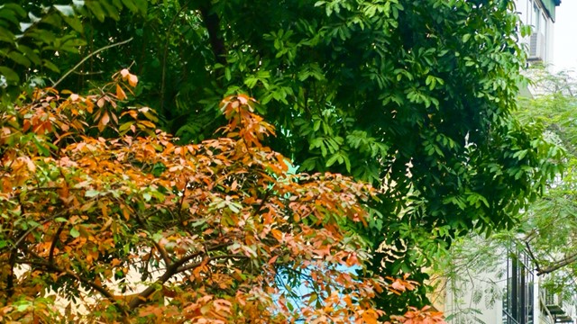 Đường phố Thủ đô dịu dàng mùa lộc vừng thay lá