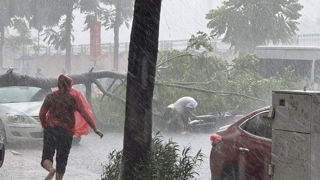 Hà Nội: cây đổ vào người đi đường trong cơn mưa lớn 