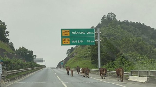 Người dân thả rông đàn bò trên cao tốc Nội Bài - Lào Cai bị xử phạt