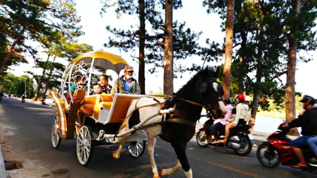TP Đà Lạt: cấm xe ngựa hoạt động bên hồ Xuân Hương