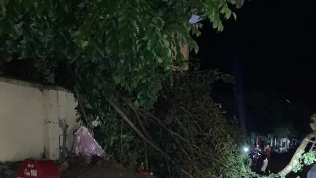 Tai nạn giao thông mới nhất hôm nay (23/8): 3 người thương vong do bị cành cây rơi trúng