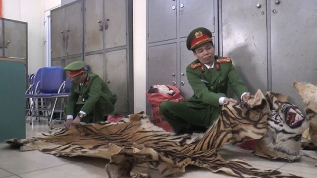 Phát hiện taxi chở 3 bộ da, 1 cặp đầu nghi hổ