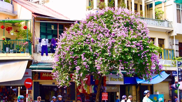 Tháng 5 về Bằng Lăng tím bung hoa khoe sắc