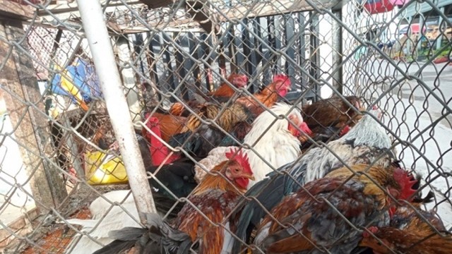 Ngăn chặn hành vi buôn bán, vận chuyển trái phép gia cầm, sản phẩm gia cầm qua biên giới vào Việt Nam