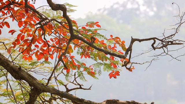 Say đắm cảnh sắc Hà Nội vào Thu