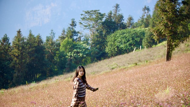 Đến Hà Giang ngắm hoa tam giác mạch bung nở khoe sắc