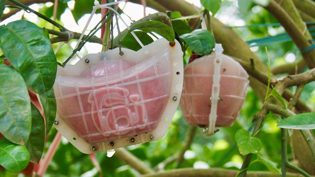 Bưởi đỏ “Tài – Lộc” đón Tết Giáp Thìn 2024