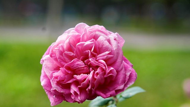 Hàng nghìn bông hồng đua nhau khoe sắc tại công viên Thống Nhất