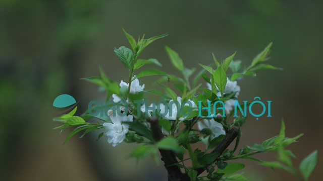 Trồng mai trắng kiếm trăm triệu mỗi năm tại chân núi Tản