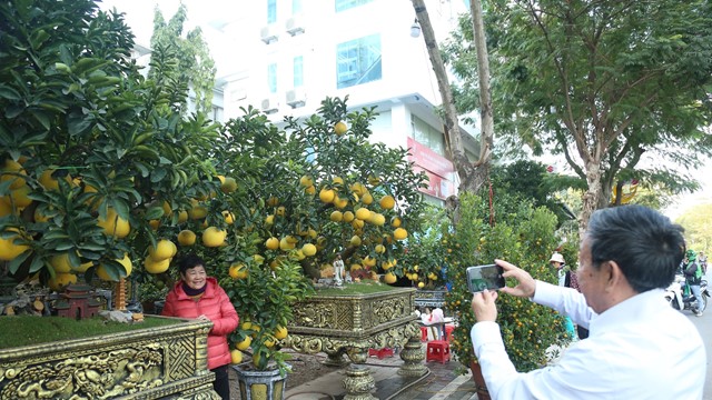 Đào, quất “xuống phố” chuẩn bị đón Tết