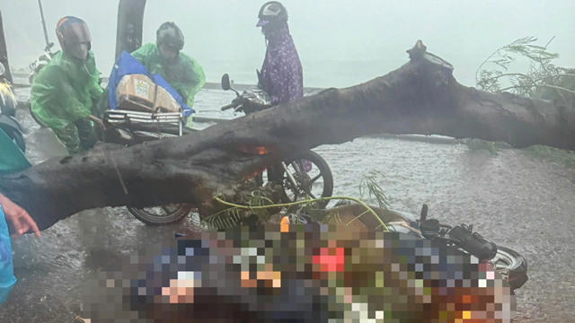 Hà Nội: cây đổ ngang đường khiến 2 người thương vong