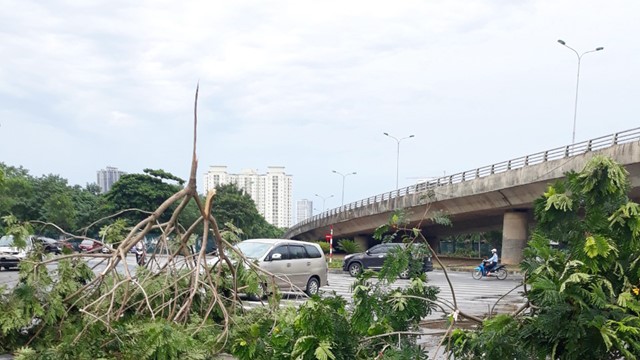 Cây xanh bật gốc trong cơn mưa ngày 22/6