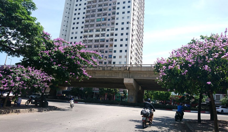 [Anh] Con duong tran ngap mau tim hoa bang lang tai Ha Noi - Hinh anh 1