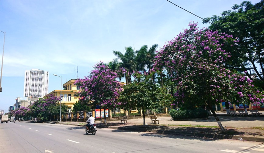 [Anh] Con duong tran ngap mau tim hoa bang lang tai Ha Noi - Hinh anh 2