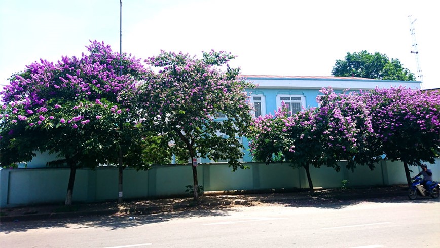 [Anh] Con duong tran ngap mau tim hoa bang lang tai Ha Noi - Hinh anh 4