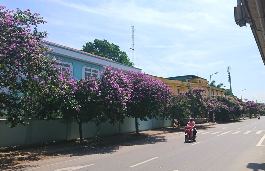 [Anh] Con duong tran ngap mau tim hoa bang lang tai Ha Noi - Hinh anh 5