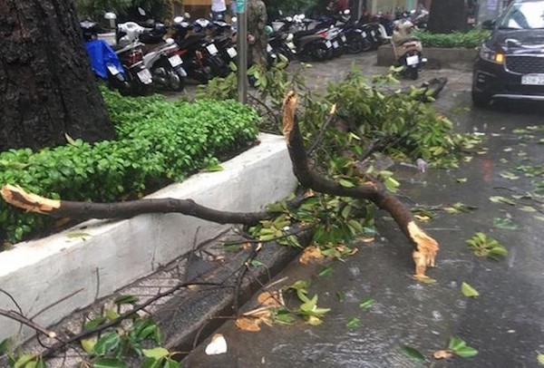 Mua lon khien cay tet nhanh de gay tay nguoi di duong - Hinh anh 1