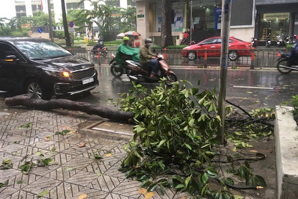 Mua lon khien cay tet nhanh de gay tay nguoi di duong - Hinh anh 3