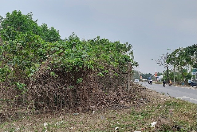 Dai lo Thang Long tiem an nguy co... hoa hoan - Hinh anh 1