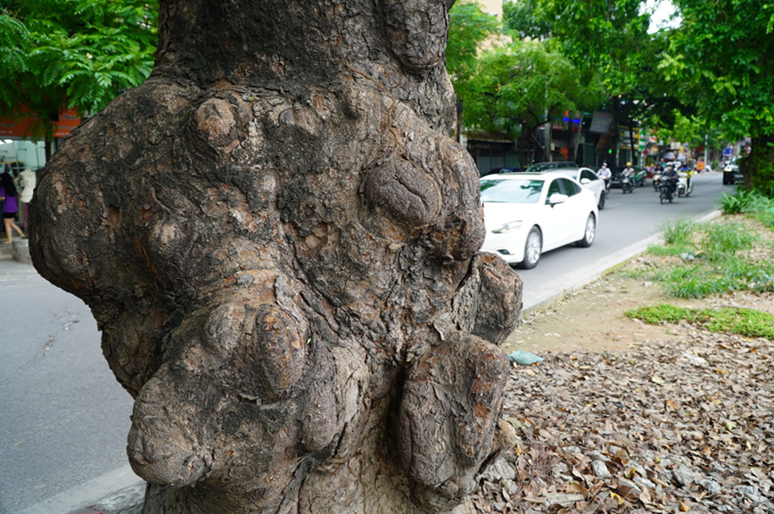 Xanh muot hang xa cu co thu truoc thong tin mo rong duong Lang - Hinh anh 10