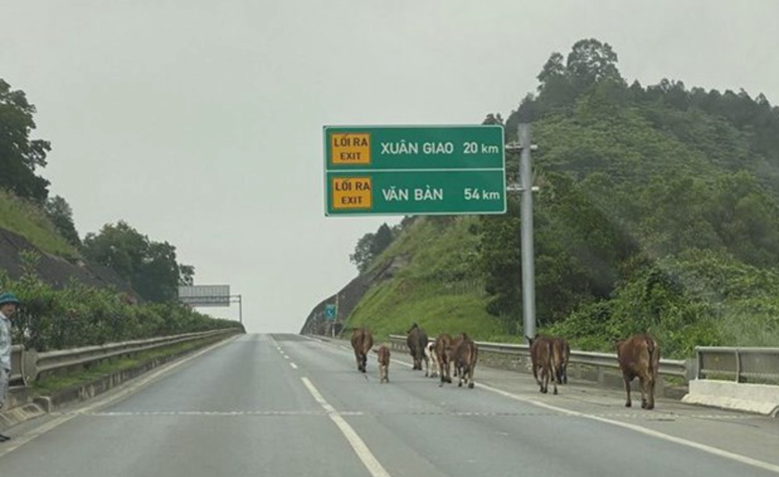 Nguy hiem khi dan bo di lac vao cao toc Noi Bai - Lao Cai - Hinh anh 1