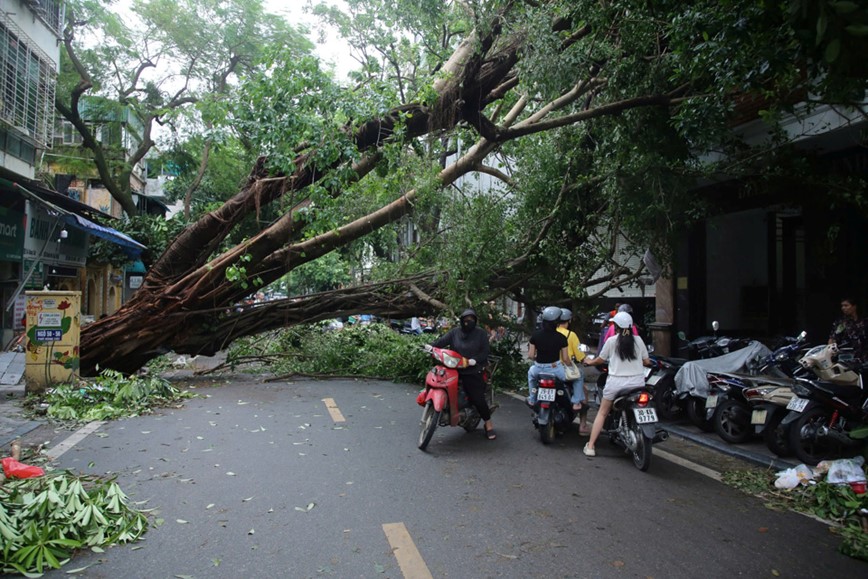 Cay xanh nga do khien duong pho Ha Noi un tac nghiem trong - Hinh anh 16