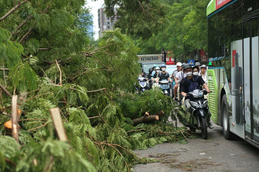 Cay xanh nga do khien duong pho Ha Noi un tac nghiem trong - Hinh anh 15