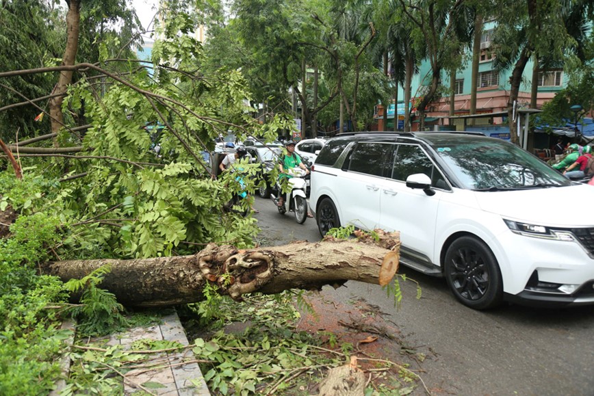 Cay xanh nga do khien duong pho Ha Noi un tac nghiem trong - Hinh anh 13