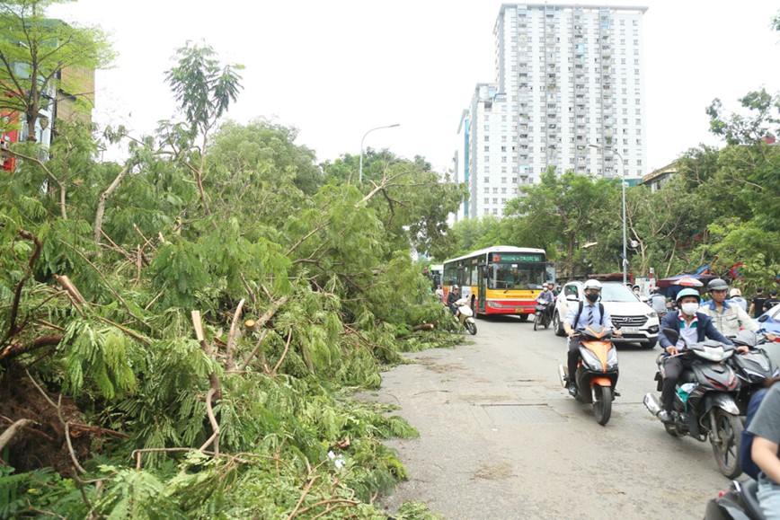 Cay xanh nga do khien duong pho Ha Noi un tac nghiem trong - Hinh anh 12