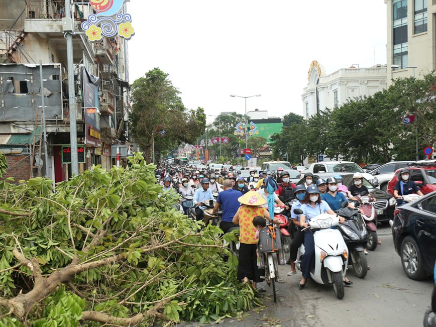 Cay xanh nga do khien duong pho Ha Noi un tac nghiem trong - Hinh anh 8