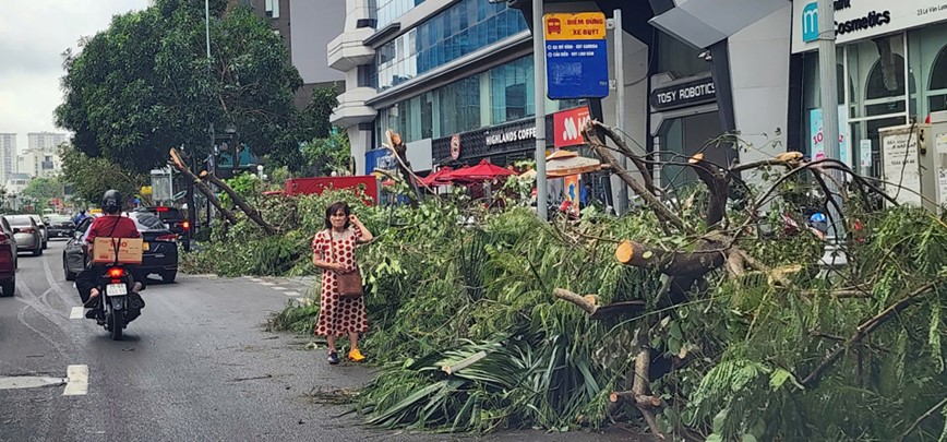 Cay xanh nga do khien duong pho Ha Noi un tac nghiem trong - Hinh anh 3