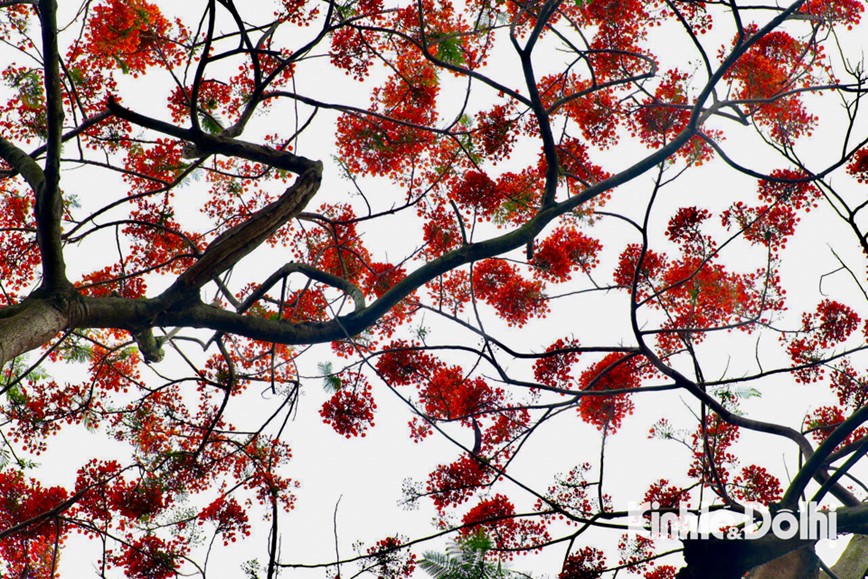 Hoa phuong nhuom do pho phuong Ha Noi - Hinh anh 7