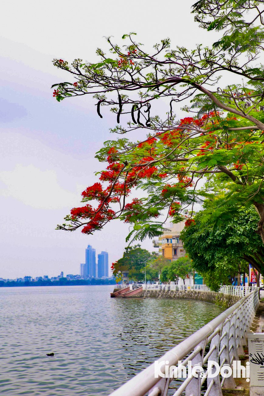 Hoa phuong nhuom do pho phuong Ha Noi - Hinh anh 16