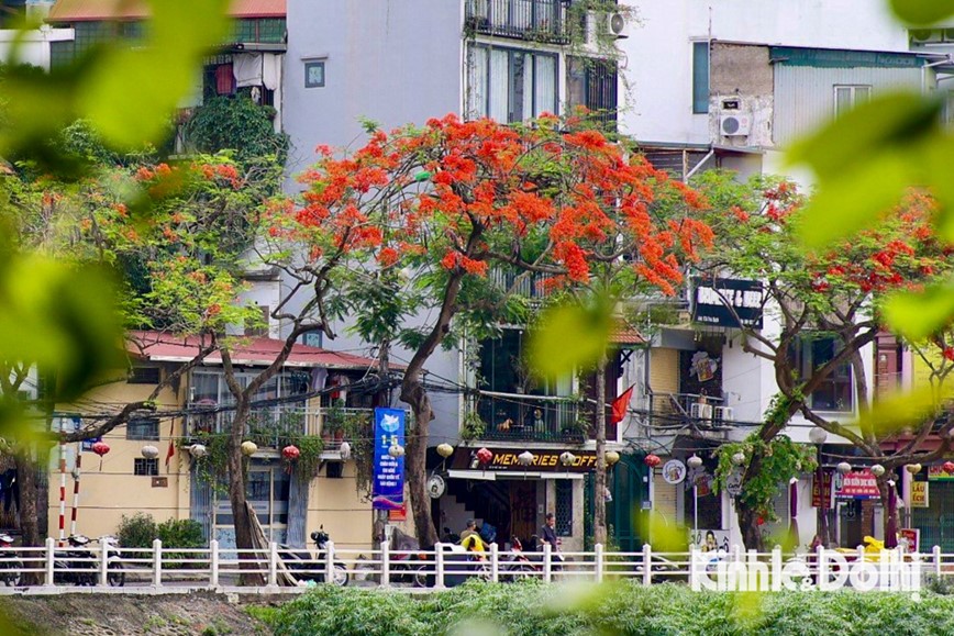 Hoa phuong nhuom do pho phuong Ha Noi - Hinh anh 9