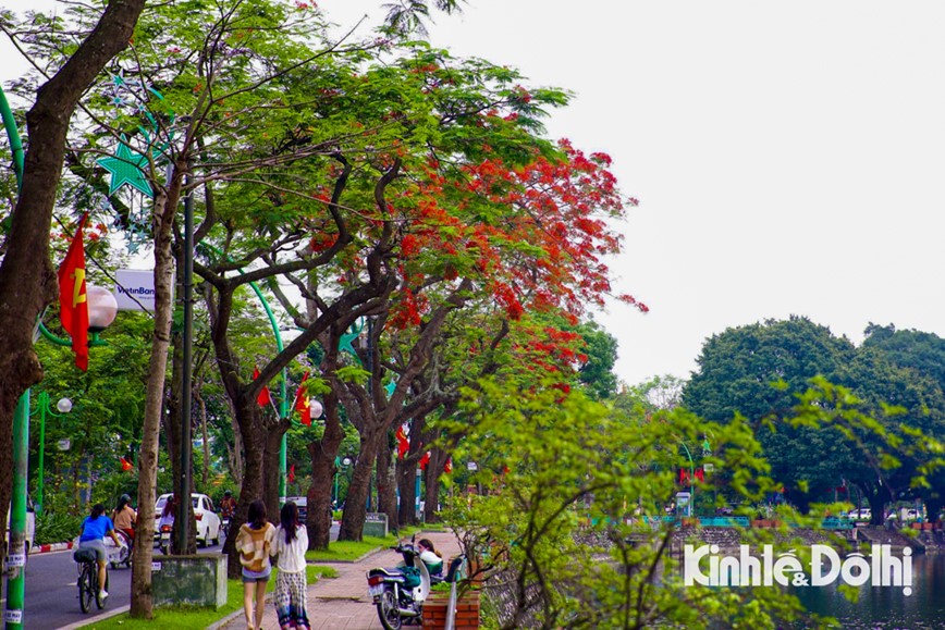 Hoa phuong nhuom do pho phuong Ha Noi - Hinh anh 2