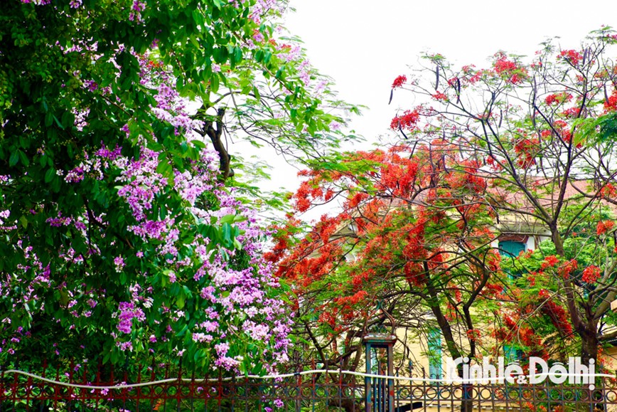 Hoa phuong nhuom do pho phuong Ha Noi - Hinh anh 3