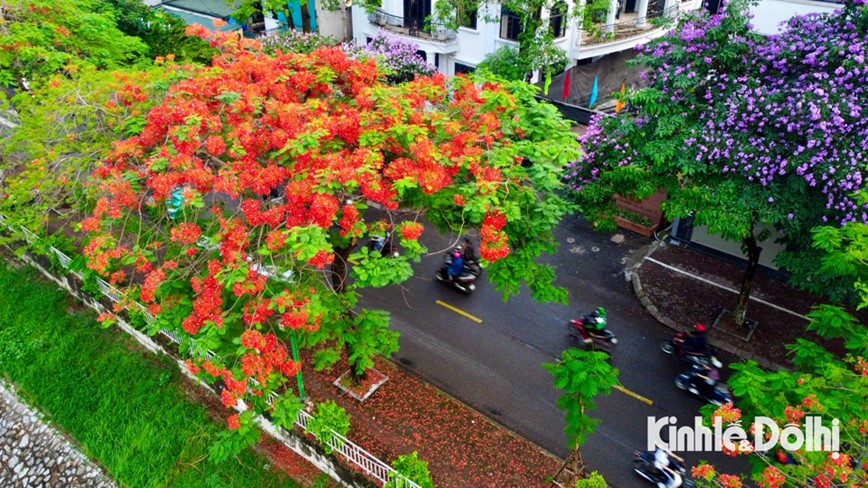 Hoa phuong nhuom do pho phuong Ha Noi - Hinh anh 15